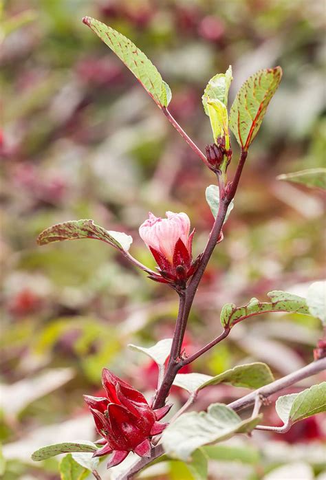 Roselle Hibiscus - Healthier Steps