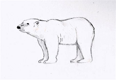 Polar Bear sketch by wickedlovelyfaery on DeviantArt | Polar bear drawing, Bear sketch, Bear drawing