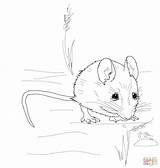 Mice Coloring Page  Home sketch template