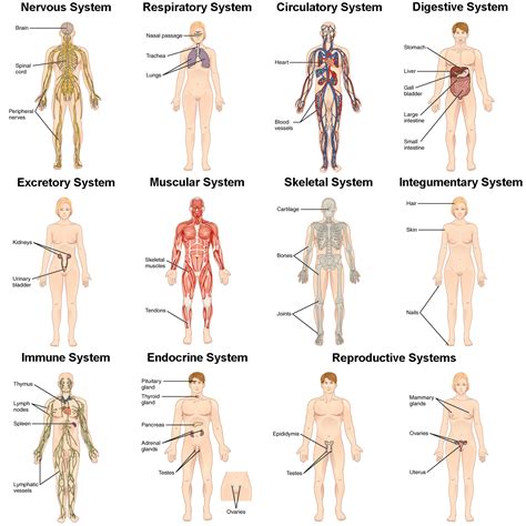 Integration of Systems | Biology for Majors II