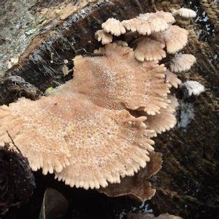 Shape patterns of pilei in Schizophyllum commune cultivation. A ...