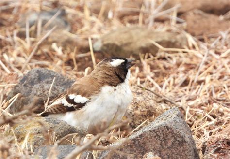 eBird Checklist - 18 Nov 2022 - C58, Kajiado County, KE (-1,449, 36,661) - 4 species