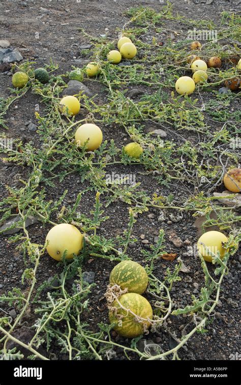 Wild Melons growing in the desert like conditions of volcanic ash on Stock Photo: 11257389 - Alamy