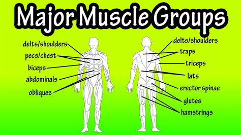 Major Muscle Groups Of The Human Body - YouTube