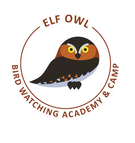 Elf Owl - Bird Watching Academy