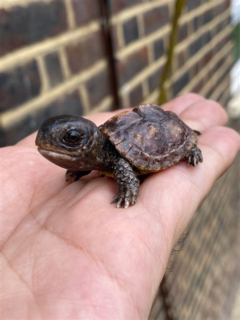 Baby Turtle Figurine . 3cm Length , Cute Turtle - Etsy