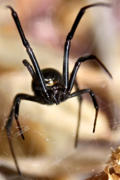 Deadly black widow spider found in lurking in crate at Scottish business after recieving ...