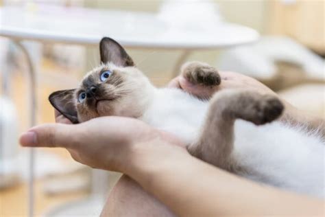 Why Is My Cat So Clingy? | Great Pet Care