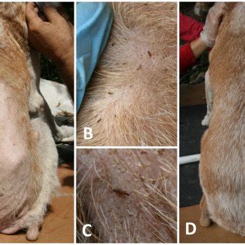 What Does Flea Dermatitis Look Like On A Dog