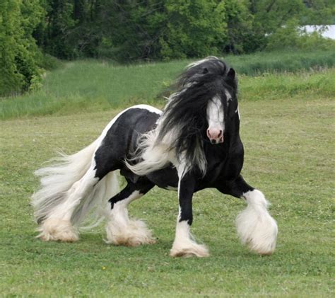 10+ of the World's Most Beautiful Draft Horse Breeds and Heavy Horses - PetHelpful