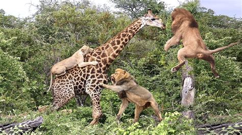 A lucky day of The giraffe vs Lion Real Fight | Lion attacks Animal fight back Nature Wildlife ...