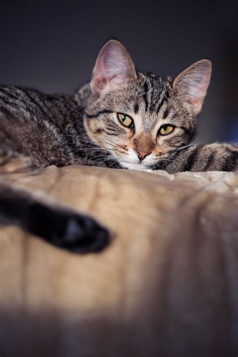 Lazy tiger kitten - Lazy afternoon for striped kitten. | Cats, Grey ...