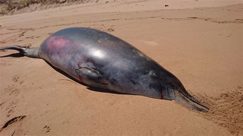 Stranded, Rarely Seen Beaked Whale Has Strange Fang | Live Science