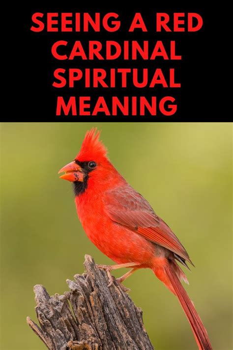 What is the spiritual meaning of seeing a red cardinal? in 2023 | Red ...