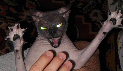 Unsettling Images That Prove Cats Are Secretly Evil