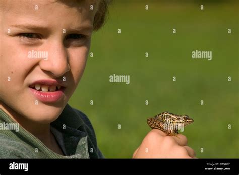 Boy-7 years old-Holding pickerel frog-Rana palustris-model released ...