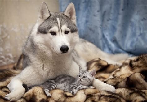 Download these cute cats and dogs wallpaper for your phone or desktop