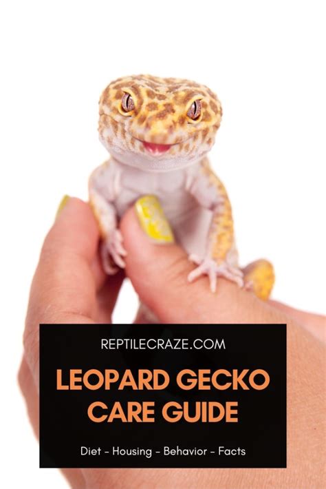 Leopard Gecko Care Guide: Diet, Housing, Facts - Reptile Craze