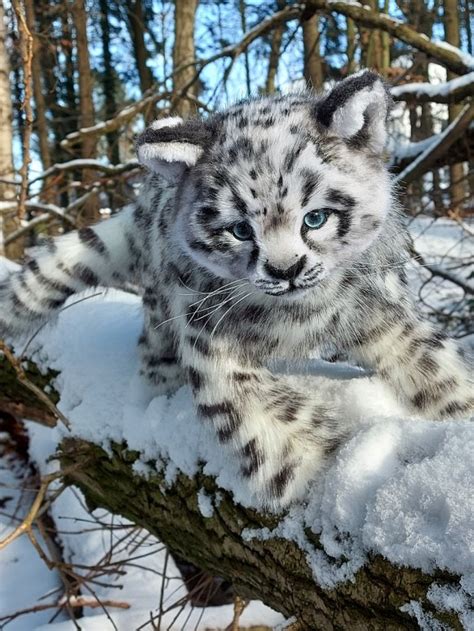 Baby snow leopard by Irina Stel | Tedsby