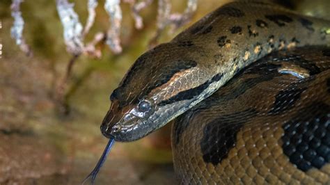 Green Anaconda - The Houston Zoo