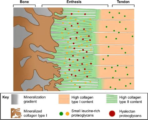 The schematic of the enthesis, with the fundamental structure and the... | Download Scientific ...