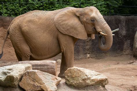 Elephant Eating Leaves