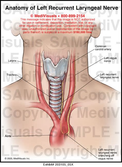 Anatomy of Left Recurrent Laryngeal Nerve Medical Illustration