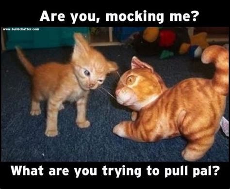 My first orange cat was named Pal:) | Kittens funny, Silly cats, Cute animals