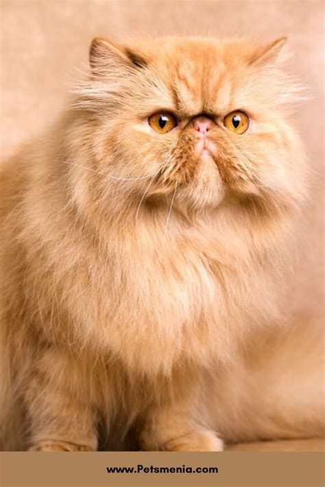 Fluffy Kittens, Persian Kittens, Fluffy Cat, Cats And Kittens, Gorgeous ...