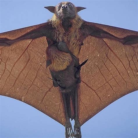 Indian Flying Fox with pup : r/natureismetal