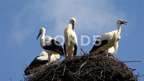 Storks Nest on a Pole, Birds Family Nesting, Flock of Storks in Sky ...