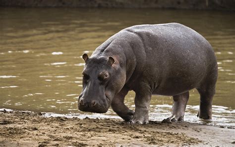 Hippopotamus Wallpaper (60+ images)