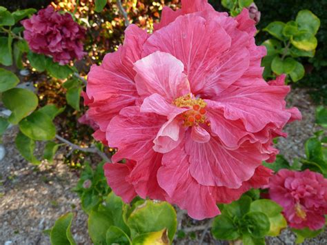 Beautiful Ladies in the Botanical Gardens at Sanibel Moorings Resort | Sanibel Moorings