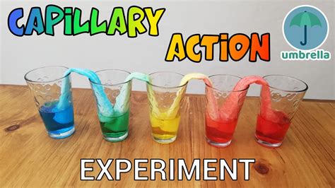 Capillary Action Experiment - YouTube