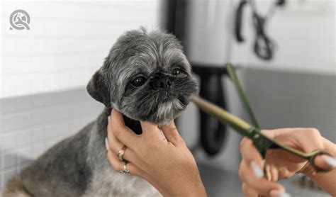 The 3 Dog Haircut Styles My Clients Request Most - QC Pet Studies