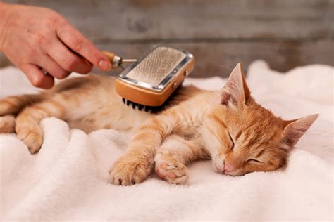 How Often Should You Brush Your Cat? Full Guide - Furry Friends Gear