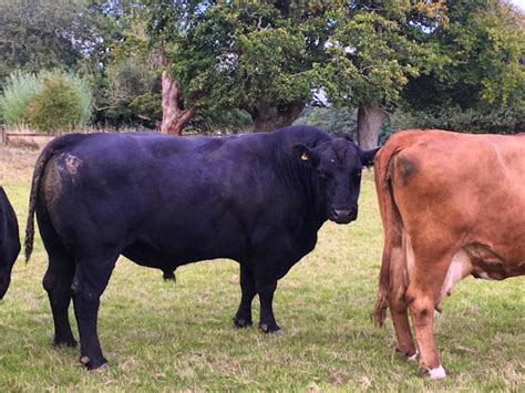 1 Pedigree Aberdeen Angus Breeding Bull | SellMyLivestock - The Online Livestock Marketplace