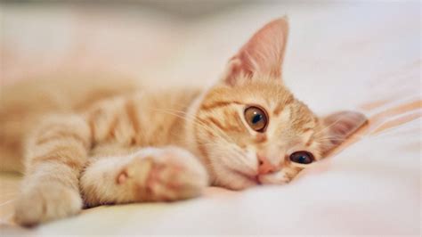 Is Your Cat Bored? 12 Ways to Entertain Them