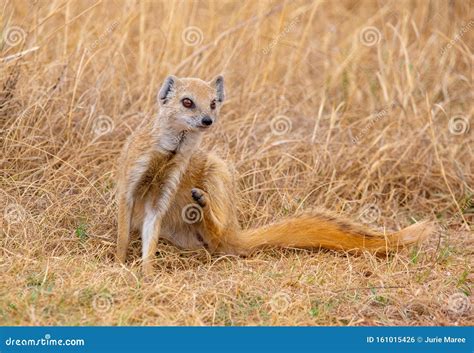 A Yellow Mongoose in Its Natural Habitat. Stock Photo - Image of wilderness, south: 161015426