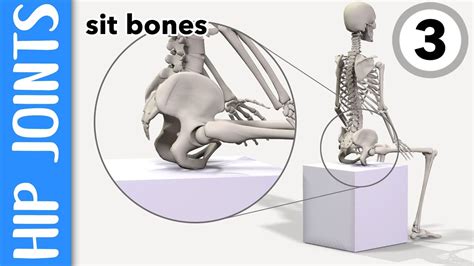 Where are your hip joints and sit-bones? EXPLAINED - YouTube