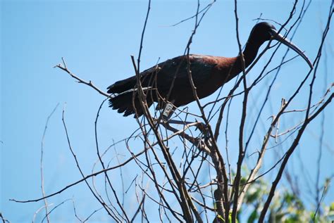 Breeding of Glossy Ibis at Smir heronry, northern Morocco - MaghrebOrnitho