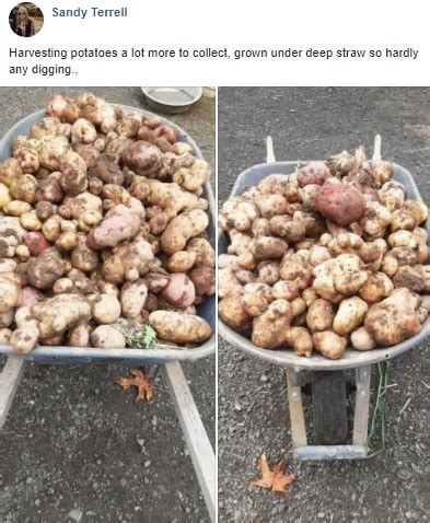 Grow Potatoes In Straw | ComeIntoTheGarden.org