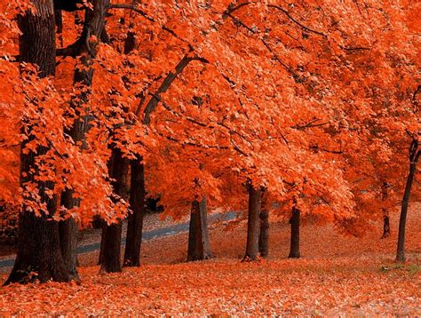 1920x1080px, 1080P free download | ORANGE Autumn, forest, colorful ...