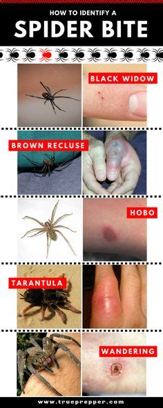 Dangerous Spider chart for Australia.... | Animals | Pinterest | Spider ...