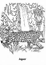 Jaguar Coloring Pages & Books  100% FREE And printable sketch template
