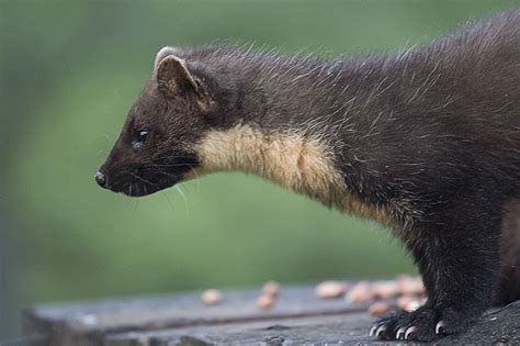 Wildlife in the Cairngorms National Park