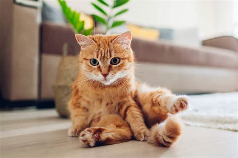 5 Reasons Cat Drag Their Butt on the Floor & How to Stop It