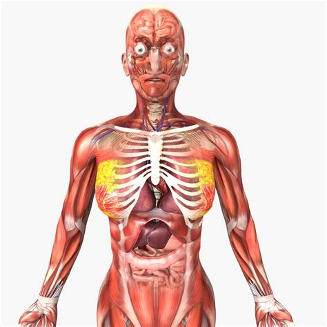 Human Female Anatomy 3D model rigged | CGTrader