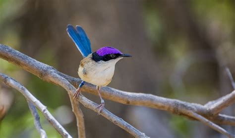 A guide to Australia’s fairy-wrens