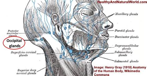 Swollen Occipital Lymph Nodes: Causes and When to See a Doctor